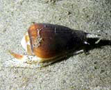 The sea snail and the story take poison poison