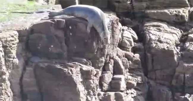The seal seals down the cliff for fear of people