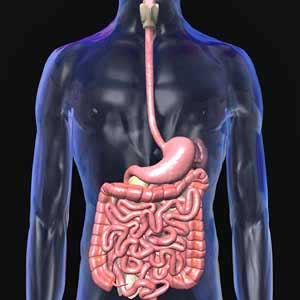 The second brain is in the stomach