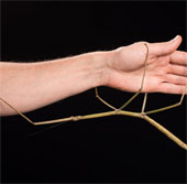 The second longest insect in the world is found in Vietnam