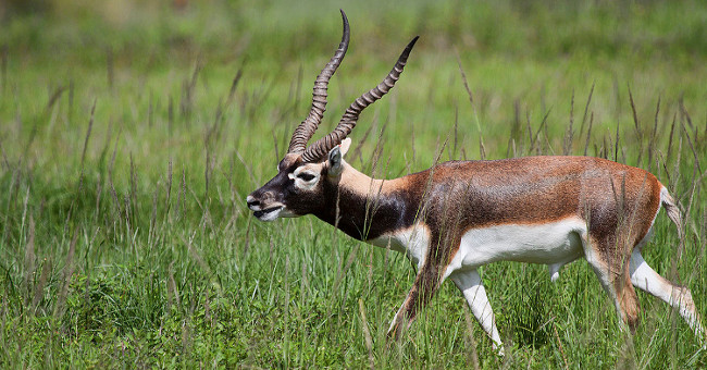 The secret behind spots and stripes on animal bodies