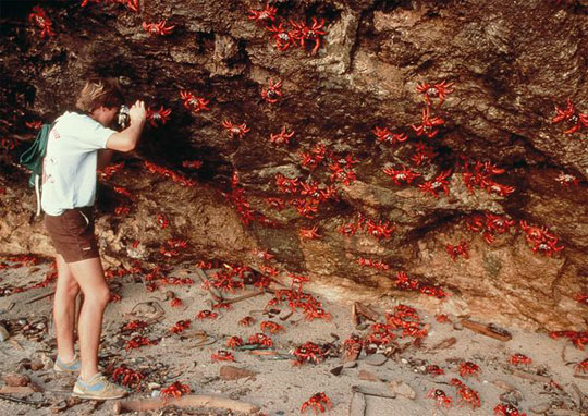 The secret behind the great migration of red crabs