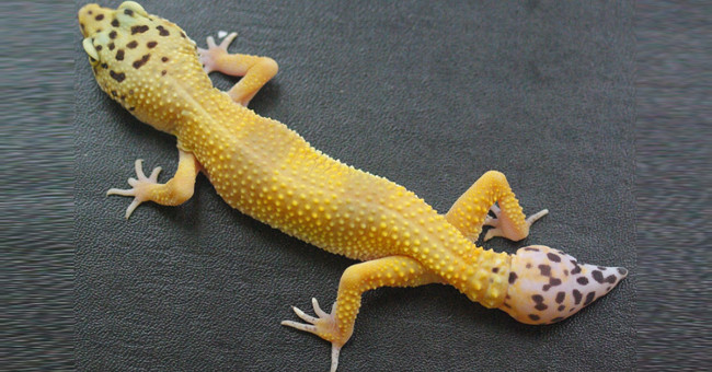 The secret behind the lizard's strange tail