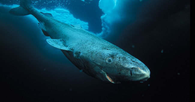 The secret can determine the future of humankind in this whale