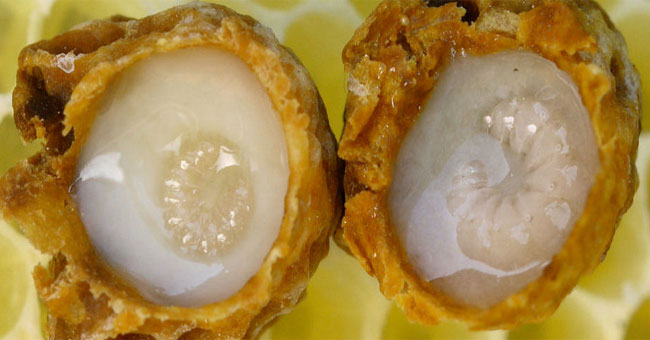 The secret in royal jelly quickly heals wounds