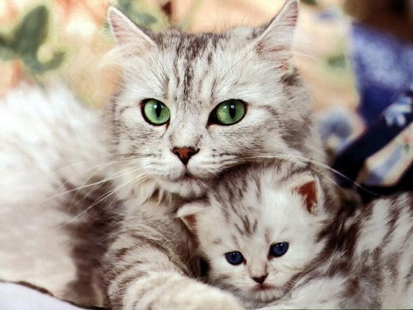 The secret life of cats