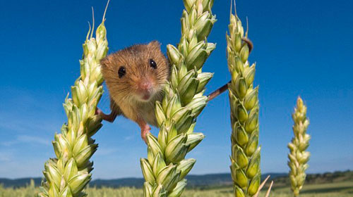 The secret life of the hamsters