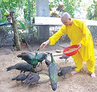 The secret of breeding birds