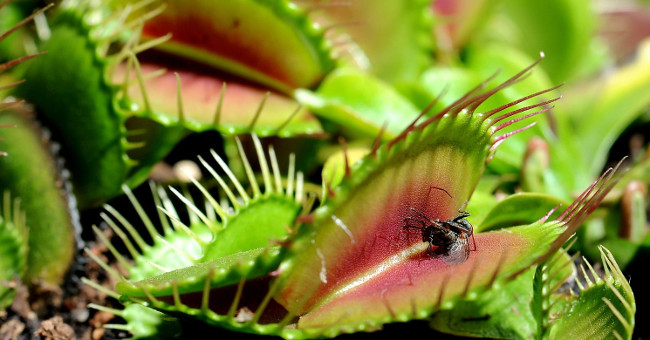 The secret of effective hunting of carnivorous plants