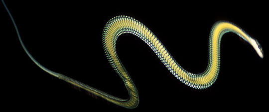The secret of flying snakes