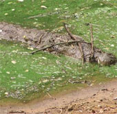The secret of hunting crocodiles