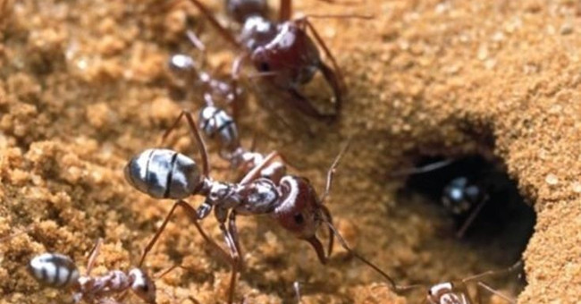 The secret of living ants is free in the Sahara desert