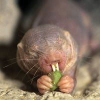 The secret of long life of African mole?