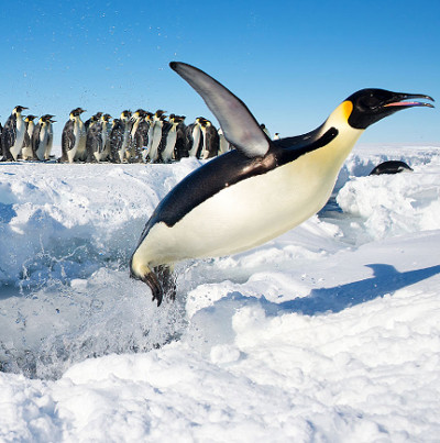 The secret of not freezing of Antarctic penguins