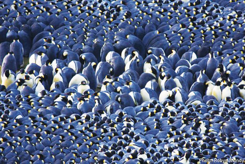 The secret of penguins