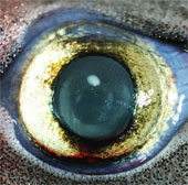 The secret of shark eyes
