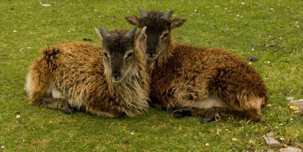 The secret of sheep breeds is getting smaller and smaller