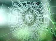 The secret of spider silk