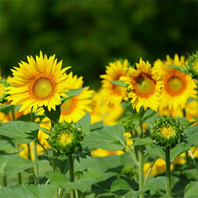 The secret of sunflowers