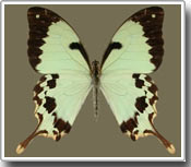 The secret of the disguise of the tailed butterfly is in the gene