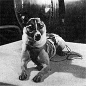 The secret of the first dog flying into space