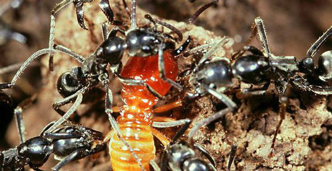 The secret of the giant ant species has the ability to cure wounds for fellow humans