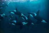 The secret of the killer whale