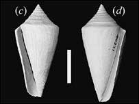 The secret of the 'left hand' of the sea snail