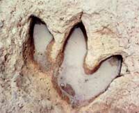 The secret of the powerful development of prehistoric creatures