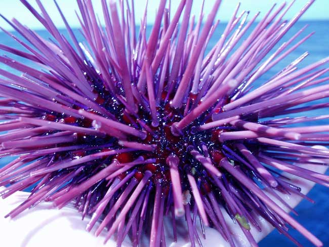 The secret of the sea urchin's sharp teeth