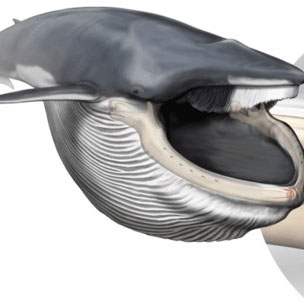 The secret of whale jaws