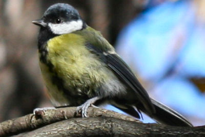 The secret strategic love song of birds