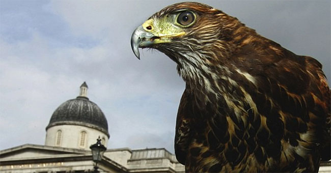 The secret suddenly turned the falcon into the world's most