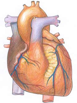 The secret to a healthy heart