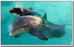 The secret to dive deep dolphins without fainting