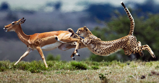 The secret to escaping the fastest predatory species on the planet