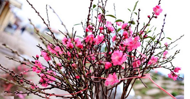 The secret to keeping the peach blossoms long during Tet