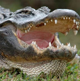 The secret to replacing teeth dozens of times in crocodiles