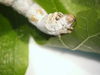The secret to the silkworm's healthy stomach