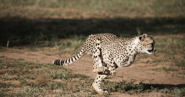 The secret was unexpectedly behind the speed of jaguar: 100km / h