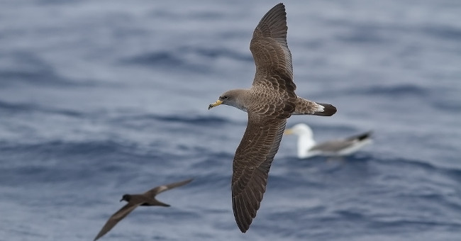 The sense of smell helps birds navigate when flying at sea