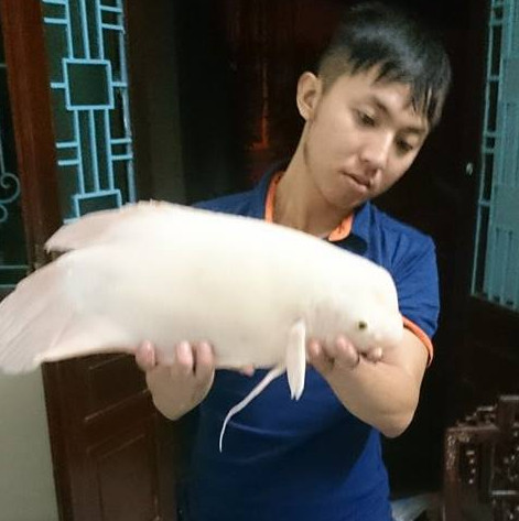 The sentence is 'freakish' in West Lake