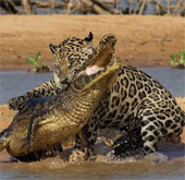 The series of brocade leopard hunting South American crocodiles