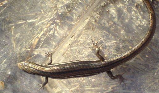 The sex of the lizard depends on the size of the egg