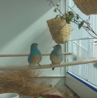 The sexy tap-dance of the blue bird