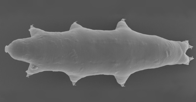 The shape of the newly discovered water bear in Japan