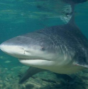 The shark has the strongest jaw