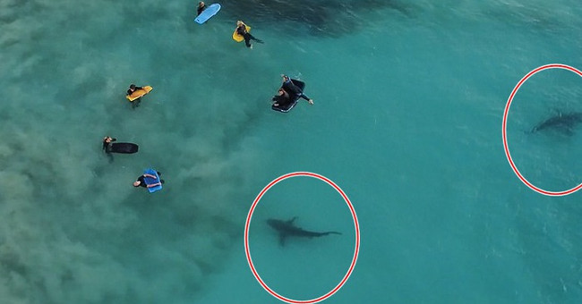 The shark is engrossed in hunting at the feet of Australian students