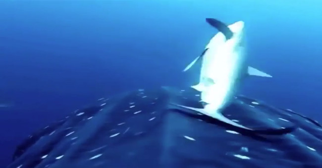 The sharks are approaching the whale shark to rub their backs