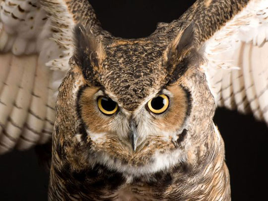 The sharp eyes of animals